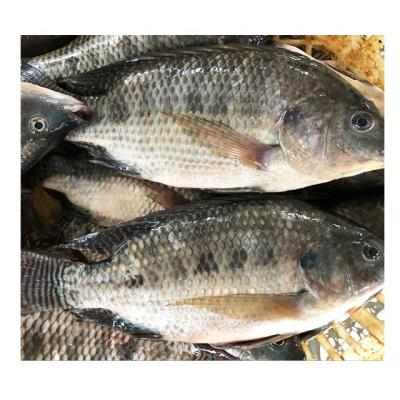 China China Manufactural Organic Frozen Tilapia Fish With Difference Sorts Specifications for sale