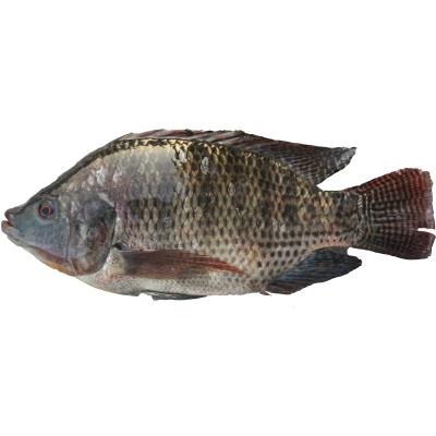 China Seafood Frozen Tilapia Fish Wholesale Price for sale