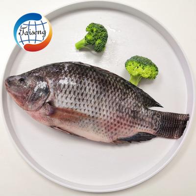 China Good Quality Low-CARB Whole Round Frozen Fresh Black Tilapia for sale