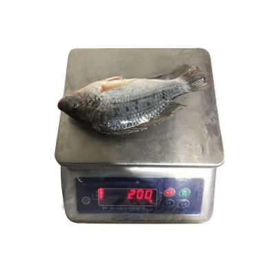 China Good Quality Frozen Tilapia Fish Frozen Price for sale