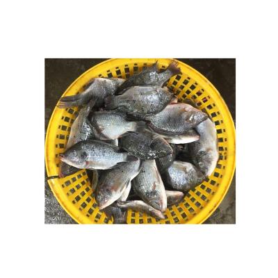 China Wholesale Tilapia Whole Fish FROZEN for sale