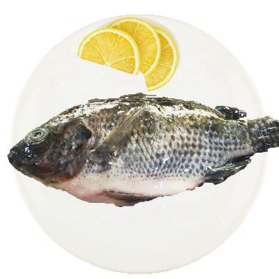 China Organic China Farming Whole Fresh Frozen Black Tilapia for sale