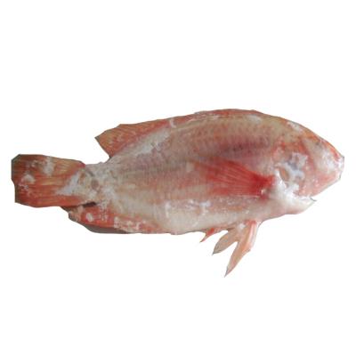 China Gutted and Measured FROZEN Red Tilapia Fish for sale