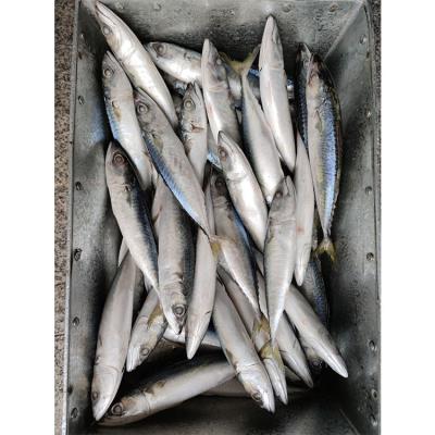 China Low-CARB Frozen Sea Fish Pacific Mackerel for sale