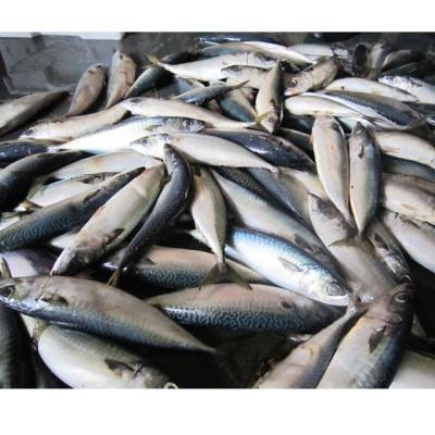 China Organic Frozen Pacific Mackerel Fish With Small Size for sale