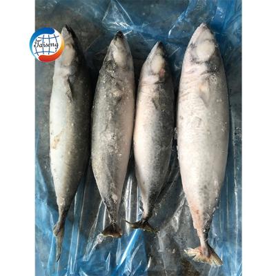 China Low-CARB High Quality Whole Frozen Pacific Mackerel for sale