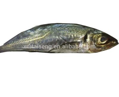 China Wholesale Seafood FROZEN Large Eye Scad Saurel Fish 16 On Sale for sale