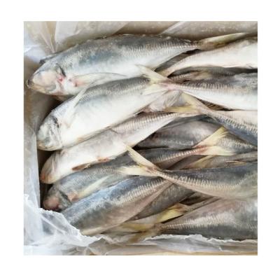 China Saurels 150-200g QUICK FROZEN on hot sale from Africa for sale