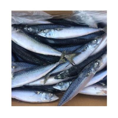 China FROZEN IQF Atlantic Mackerel with any size for sale