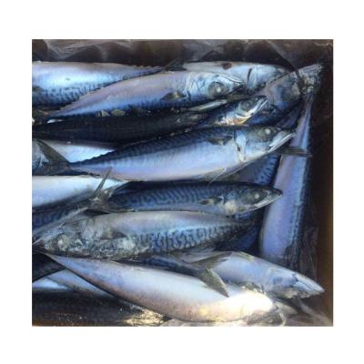 China Nutritious Frozen Atlantic Mackerel Fish for sale