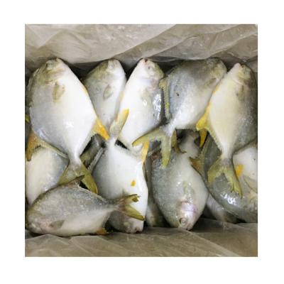 China Low Fat Fresh Frozen Golden Pompano Fish for sale