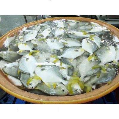 China NATURE Hot Selling Pompano Damselfish Frozen Golden Fish With 400-600g for sale