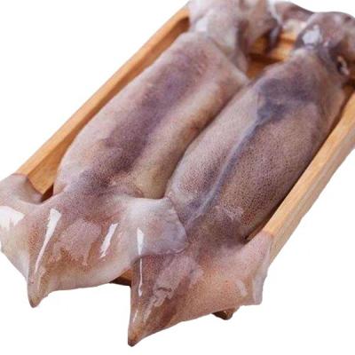 China Illex Gluten-Free Frozen Squid Named Todarodes Pacificus by Scientic for sale