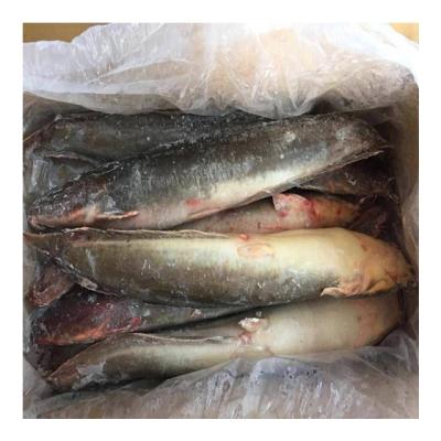 China JELLY Farming Raised Frozen Whole Round Catfish Exporters for sale