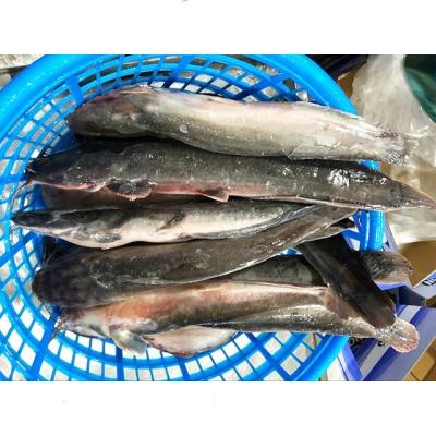 China Live Catfish Whole Sale With Frozen Whole Round Frozen Cheaper Price for sale