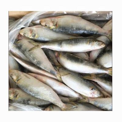 China China WR Organic Frozen High Quality Sardine Fish Products For Marketing for sale