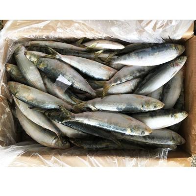 China Organic BQF Glazed Sardine Fish With Good Quality For Sale for sale