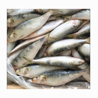 China Organic frozen fresh sardine for bait on sale for sale