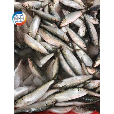 China Low-CARB Fish Frozen Pelagic Sardine For Sale for sale