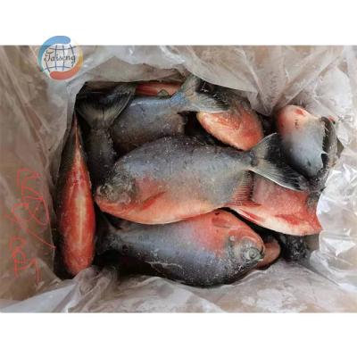 China Good Quality Low-CARB Pacu Frozen Goldfish Red Pigtails for sale