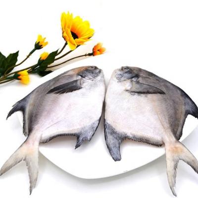 China China FROZEN IQF white damselfish whole round fish for sale