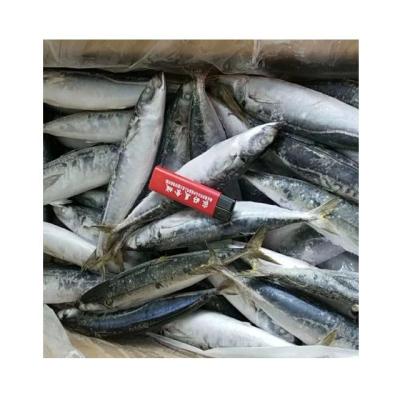 China Organic Decapterus Muroaji Round Scad Frozen Mackerel Fish for sale