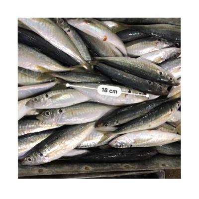 China Vitamins Small Round Scad Frozen Fish Eye Saurels Decapterus Muroaji for sale