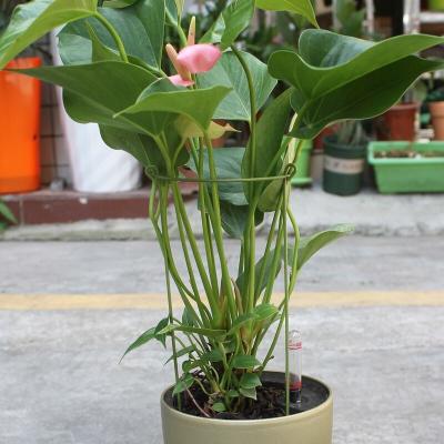 China Eco - Friendly Plastic Pole Plant Support for sale