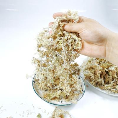 China Wholesale Custom Natural Preserved Peat Viable Moss Dry Sphagnum Moss Sphagnum Moss Green Dried Garden Supplies OEM Muschio Peat Moss for sale