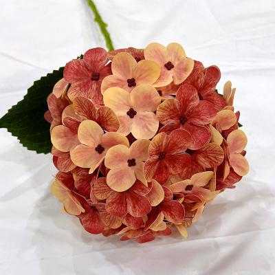 China Artificial Flower Begonia Flower For Wedding Decor in Natural Hot Selling Single Silk Touch for sale