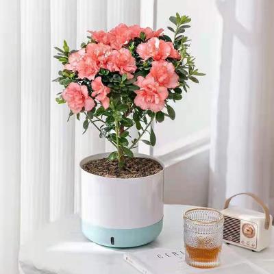 China Contemporary Self Garden Plastic Succulent Decor Office Watering Plant Plant Flower Pot for sale