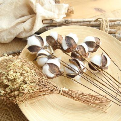 China Natual Touch & eco-friendly & Fashional Cotton Stems Decoration Picks Cotton Floral Flowers For Arrangements Home Decor for sale