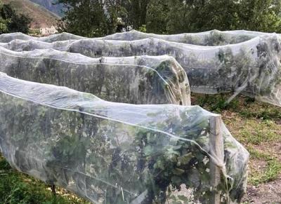 China HDPE Anti Insect Mesh Netting for Greenhouse Plant Protection for sale