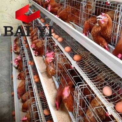 China BAIYI Easily Clean Hot Galvanized Automatic Egg Farm / Guangzhou Chicken Cage for sale