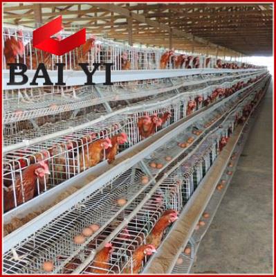 China Durable Automatic Chicken Cage for Layers in Nigeria for 5000 Chickens for sale