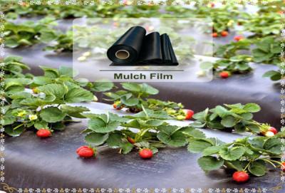 China Black/ Silver Color Agricultural Film  Plastic Mulch Film For Agricultural & Gardening for sale