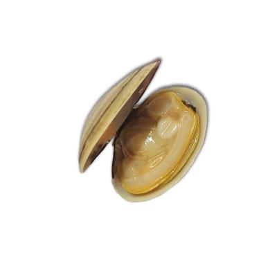 China Natural and Delicious IVP Clam Frozen Shortneck Seafood Boiled Clam Meat for sale