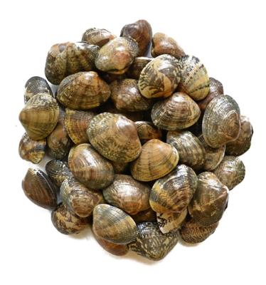 China Natural and Delicious New Season Frozen Vacuum Packed Cooked Shortneck Clam for sale