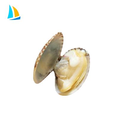 China Natural and delicious hot sale natural flavor iqf baby clam with shell for sale