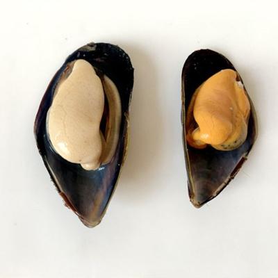 China Hot Sale Frozen Seafood IQF Blue Mussel Fresh Frozen Price for sale