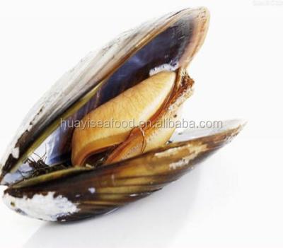 China Seafood JELLY company ensure all types of frozen mussel for sale