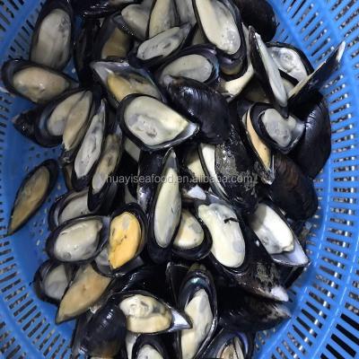 China FROZEN frozen mussel in shell is very popular seafood for sale