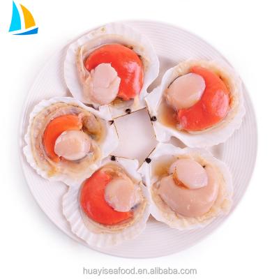 China Low Blood Pressure Supply Janpan Hokkaido Original Frozen Scallop for sale