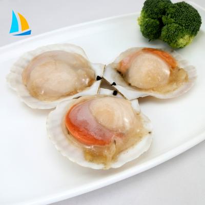 China Frozen sizes of hypotension scallops for sale