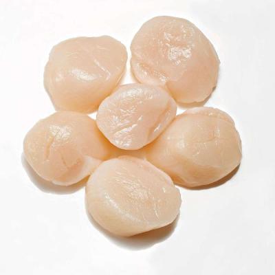 China Wholesale FROZEN fresh frozen bay scallop meat sea scallop meat for sale