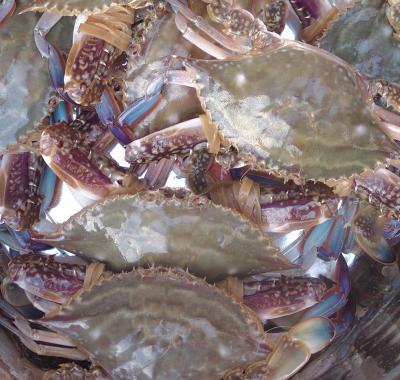 China FROZEN scientific crab by name for sale