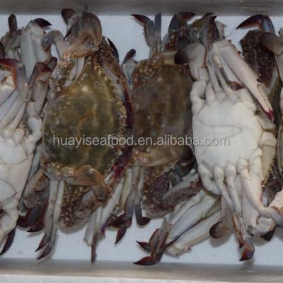 China FROZEN fresh frozen high quality blue crab in the new season for sale