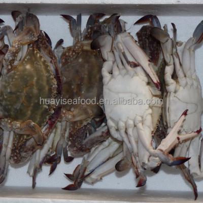 China FROZEN Swimming Crab Sea Blue Crab for sale