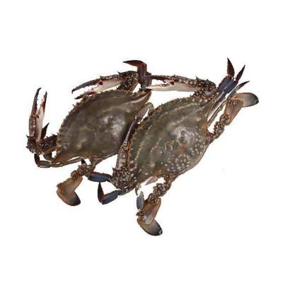 China Crab FROZEN Fresh Frozen Live Pack for sale