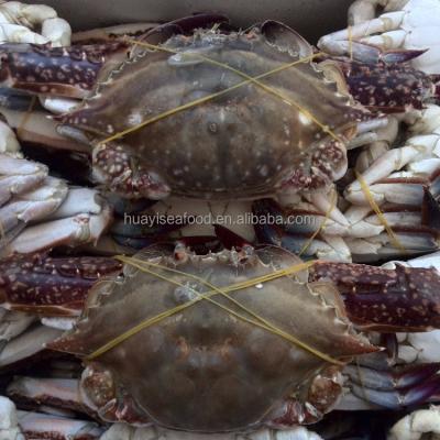 China JELLY new season wholesale live crabs for sale